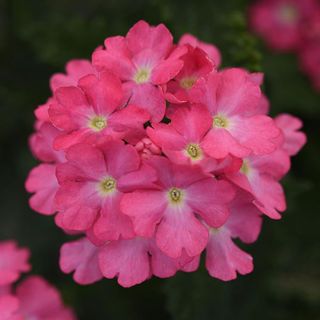 Picture of Verbena Cadet Pink