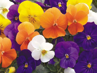 Picture of Viola Penny All Season Mix