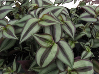 Picture of Wandering Jew Purple/Silver