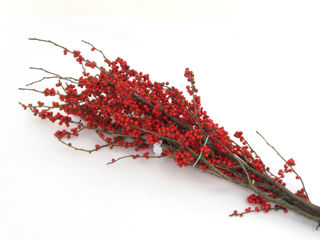 Picture of Winterberry Bunch Large 36"-42"