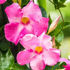 Picture of Mandevilla Teepee Pink