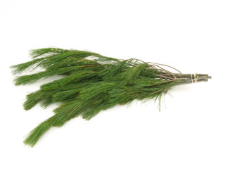Picture of White Pine Tips Bunch