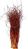 Picture of Curly Willow Tips Copper Red 30"-36"