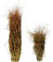 Picture of Curly Willow Tall Green 60"-84"