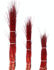 Picture of Dogwood Cardinal Small 36"-48"