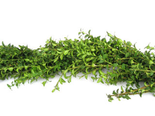 Picture of Boxwood 25' Boxed