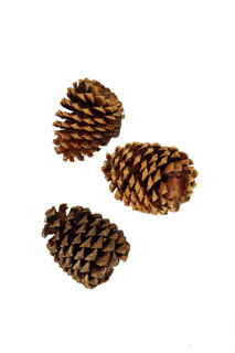 Picture of Pine Cone Jeffrey Loose