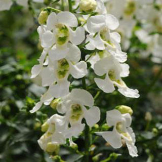Picture of Angelonia Archangel White
