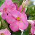 Picture of Mandevilla Teepee Pink