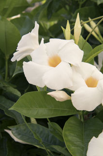 Picture of Mandevilla Teepee White