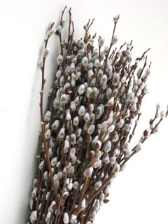 Picture of Pussy Willow Medium Giant 4'