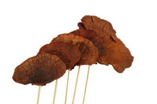Picture of Mushroom Chestnut