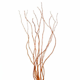 Picture of Curly Willow Preserved Tips 30"-36"