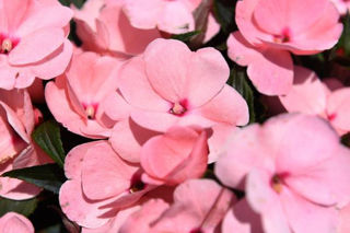 Picture of Impatiens NG Tamarinda Soft Pink