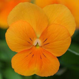 Picture of Viola Sorbet Xp Orange Deep