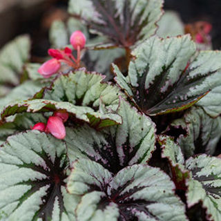 Picture of Begonia Rex Shadow King Wintergreen
