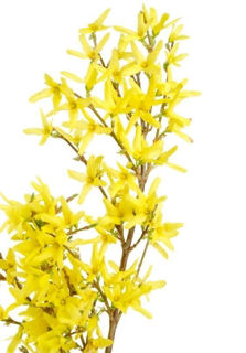 Picture of Forsythia Yellow Artificial 34"