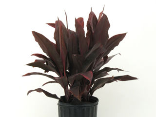 Picture of Cordyline Auntie Lou Burgundy