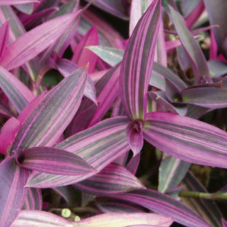 Picture of Setcreasea Purple Variegated