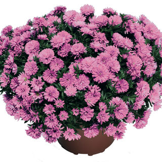 Picture of Aster Dark Pink