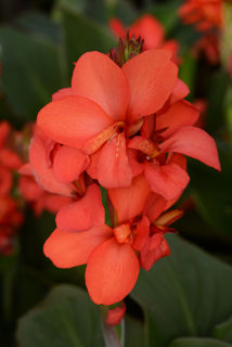 Picture of Canna Cannova Red