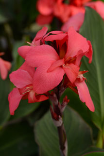 Picture of Canna Cannova Rose