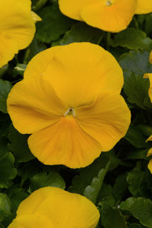 Picture of Pansy Matrix Yellow