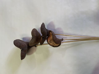Picture of Badam Pods Copper