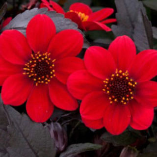Picture of Dahlia Happy Days Cherry Red