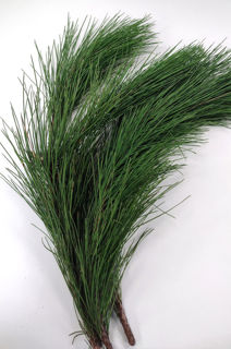 Picture of Red Pine Bale (20 Stems)