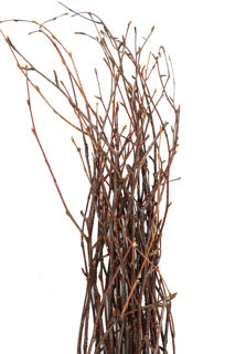 Picture of Birch Tips Natural 24"-28"