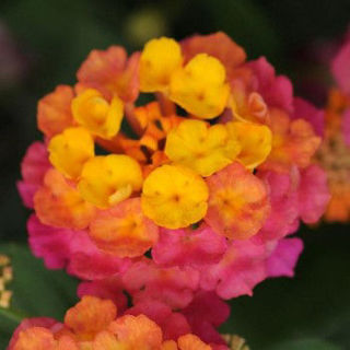 Picture of Lantana Lucky Sunrise Rose