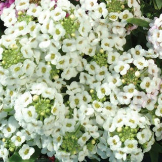 Picture of Alyssum Easter Bonnet White 