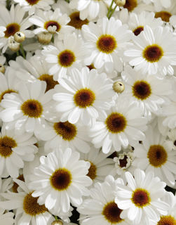 Picture of Argyranthemum Grand Daisy White