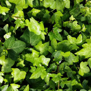 Picture of Ivy English Green