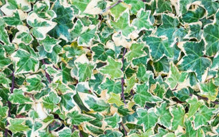 Picture of Ivy English Variegated