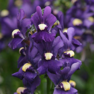 Picture of Nemesia Aromatica Royal Blue 