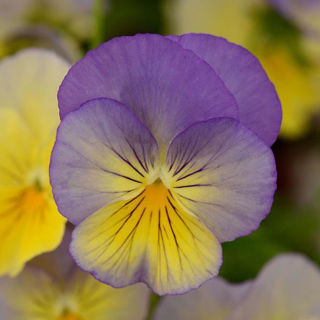 Picture of Pansy Cool Wave Blueberry Swirl