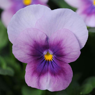 Picture of Viola Orchid Rose Beacon