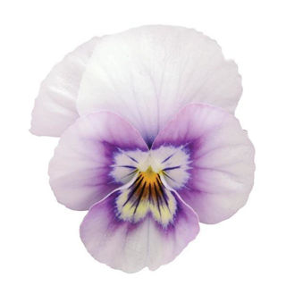 Picture of Viola Sorbet XP Pink Halo 