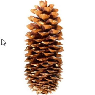 Picture of Pine Cone Sugar 24" Stem