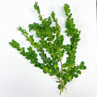 Picture of Boxwood German Tips 