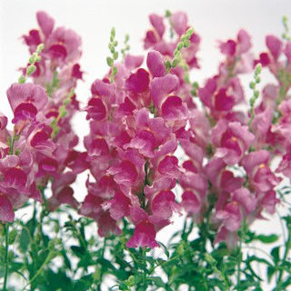 Picture of Snapdragon Solstice Purple