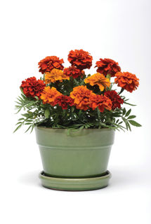 Picture of Marigold Fireball