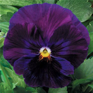 Picture of Pansy Delta Premium Pure Violet