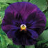 Picture of Pansy Delta Pure Violet