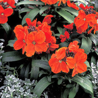 Picture of Erysimum Charity Scarlet 