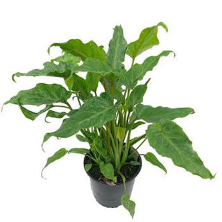 Picture of Philodendron Xanadu