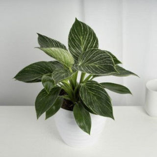 Picture of Philodendron Birkin