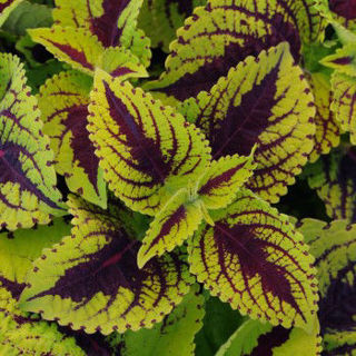 Picture of Coleus Kong Jr Lime Vein